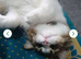 Rehoming my cat