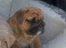 1st class kc registered English bulldog puppies