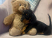 2 female mini dachshund puppies
