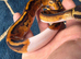 Pied het albino