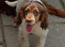 Sad sale of our show spaniel