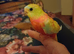 Female young turk for sale