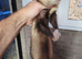 Hob ferret