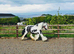 Traditional Gypsy Cob mare 13hh 6yo