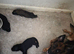 GSD. Litter of 3 - 2 boys available