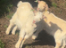 Two female goat kids