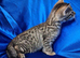 Seriously spotty Savannah kittens