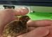 Jumbo Corturnix Quail Chicks