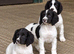 Exceptional English springer spaniel pups