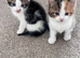 Two beautiful kittens looking for their loving home