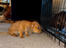 Beautiful red/light red dachshund boys