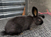 Baby bunny