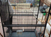 Xlarge bird cage