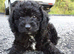 Beautiful cockapoo pups