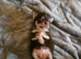 Pedigree club registered Chihuahua puppies