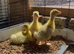 Embden goslings for sale