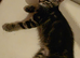 Beautiful fluffy, Bengal cross, male and female kittens
