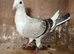 Coloured racers