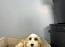 Snowflake champagne cockapoo girl ready now