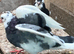 Three Baby pigeon