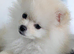 White Pomeranian Puppy Girl Croydon