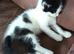 ORPHAN - White and Black kitten.