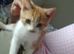 11 week old kitten