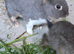 Rex crossbreed Doe