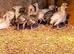 UNSEXED Narragansett Turkey Poults x 7
