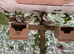 Zebra finches