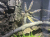 Trinidad chevron  adult full grown female
