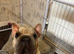Gorgeous French Bulldog Big Rope Male