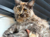 Maine coon kitten