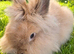 Beautiful Female Double-Maned Lionhead Rabbit - 5 Months Old