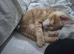 Cute playful ginger needing a new home