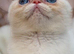 Stunning exotic kittens high quality