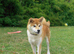 Shiba Inu KC registered  puppy looking for forever home