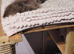 New Forest Cat for sale