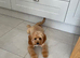 Apricot cavapoo