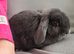 Blue mini lop doe
