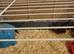 Chinese painted quail