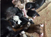 KC Long Coat Miniature Dachshund Puppies