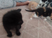 Hand reared kittens available