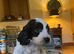 *READY TO GO* Sprockapoo puppies