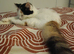 Female kitten seeking new home