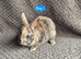Netherland Dwarf Babies