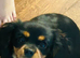 King Charles spaniel