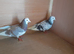 19 pigeons