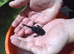 L239 pleco baryancistrus begini