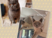 Beautiful British shorthair kittens